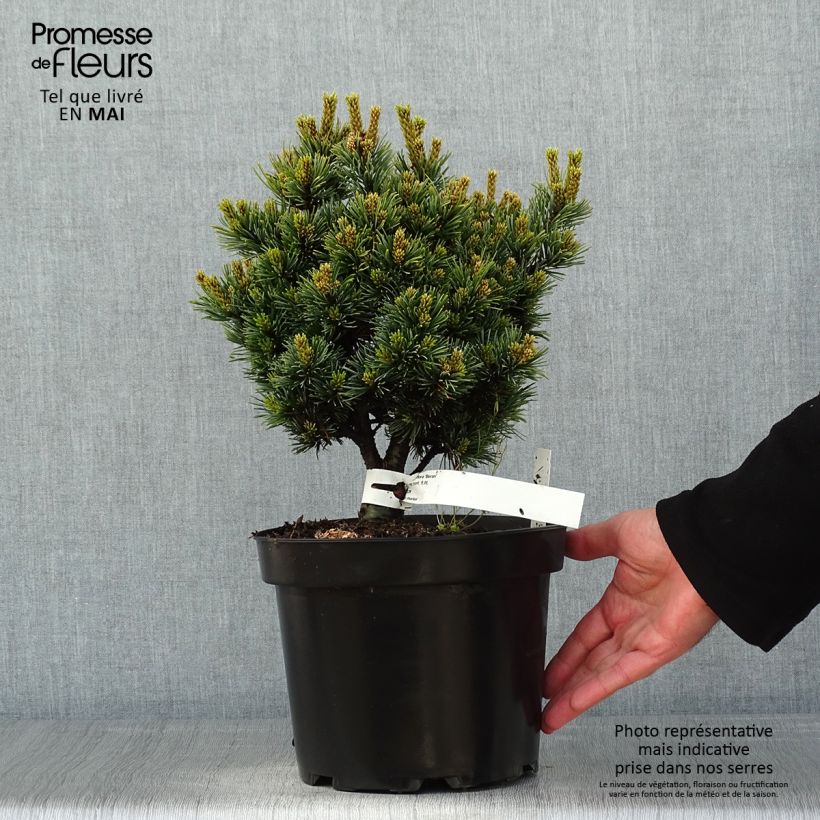 Example of Pinus parviflora Beran - Pin blanc du Japon                           Pot de 4L/5L as you get in printemps