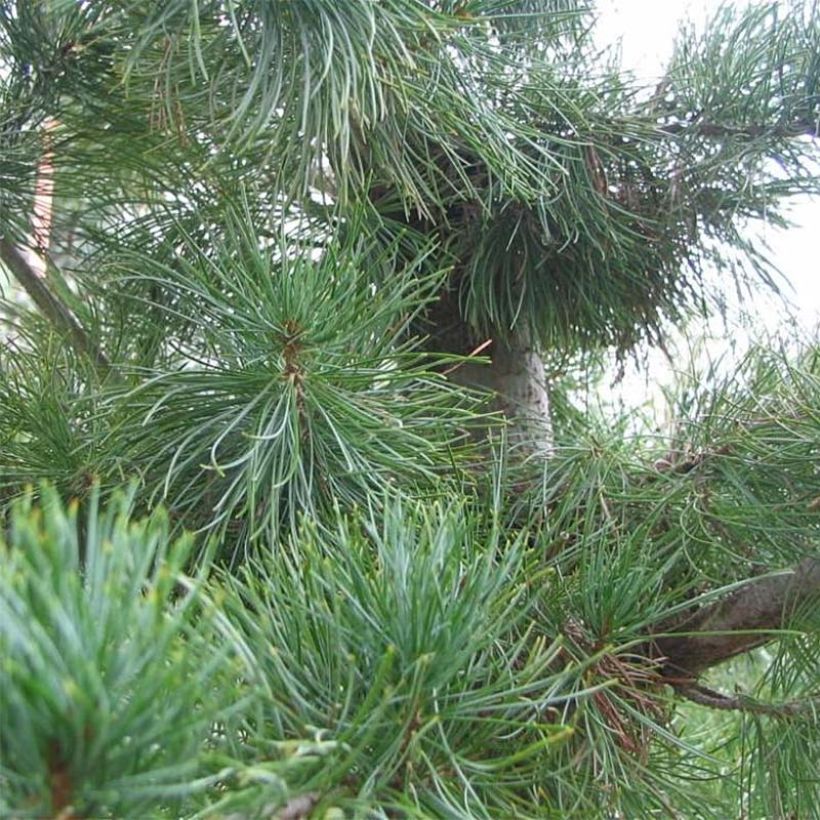 Pinus parviflora Glauca - Pin blanc du Japon (Foliage)