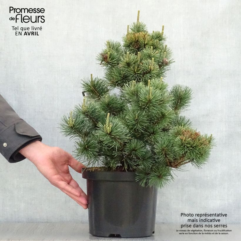 Example of Pinus parviflora Negishi - Pin blanc japonais Pot de 4L/5L as you get in printemps