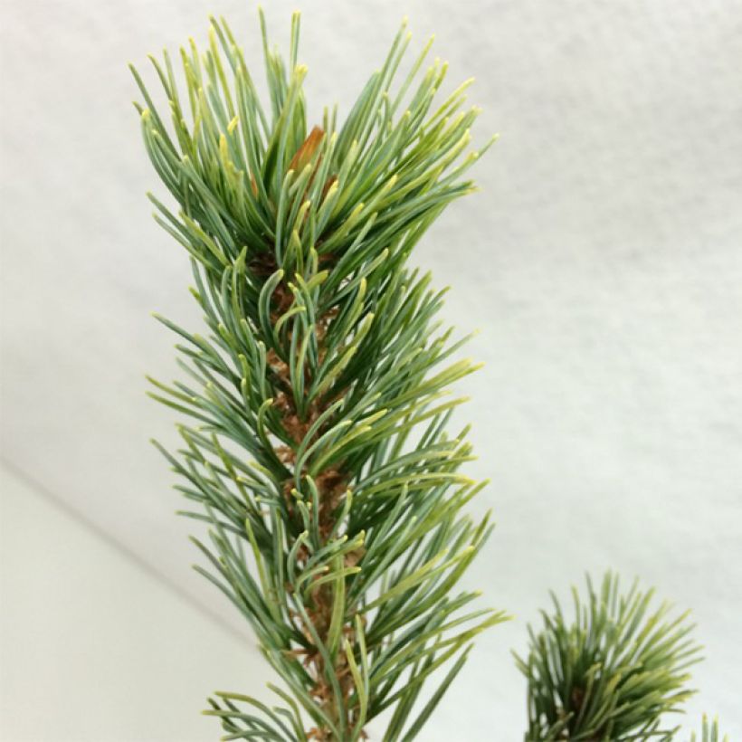 Pin blanc du Japon - Pinus parviflora Ogon Goye                      (Foliage)