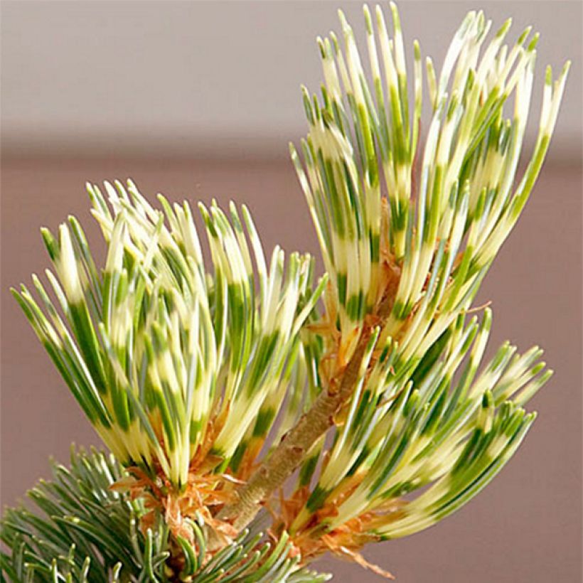 Pin blanc du Japon - Pinus parviflora Fukai  (Foliage)