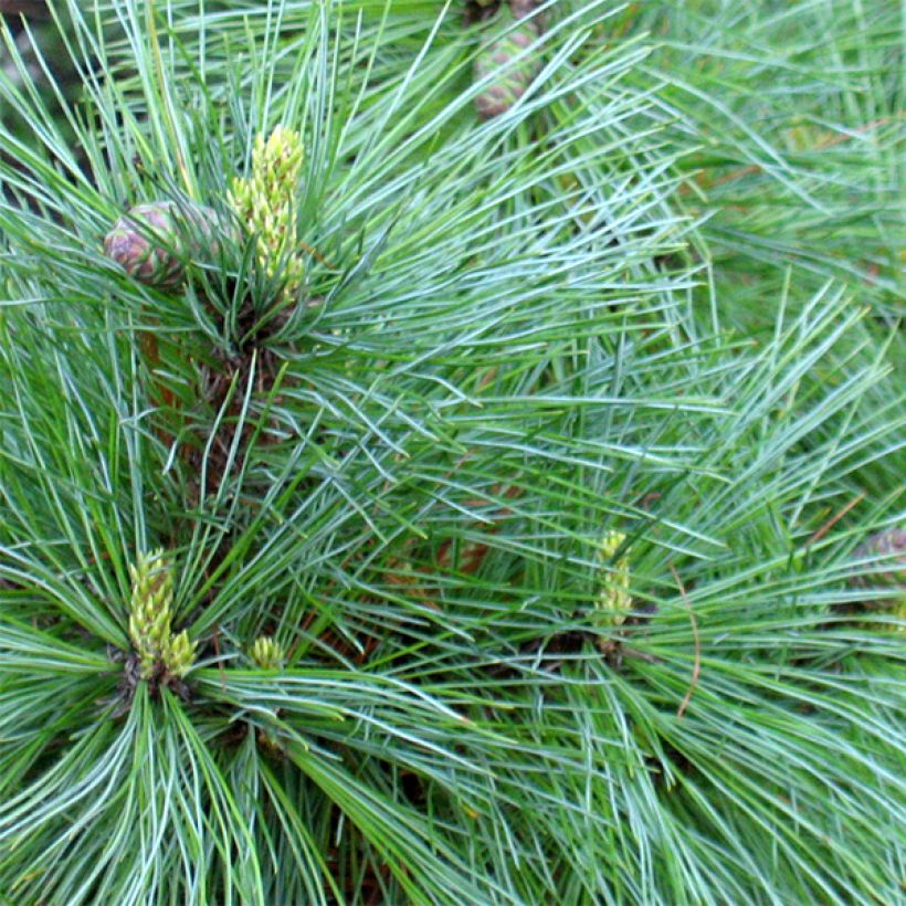 Pin de Macédoine - Pinus peuce                                  (Foliage)