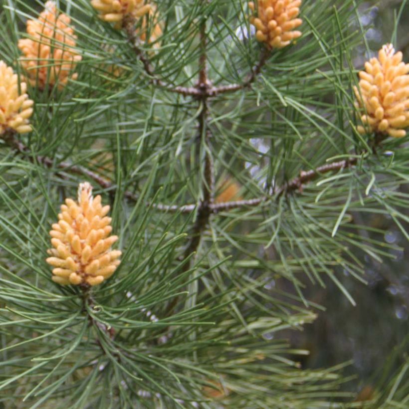 Pinus pinaster - Pin maritime (Foliage)
