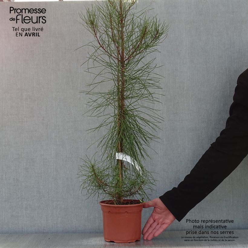 Example of Pinus pinaster - Pin maritime Pot de 2L/3L as you get in printemps