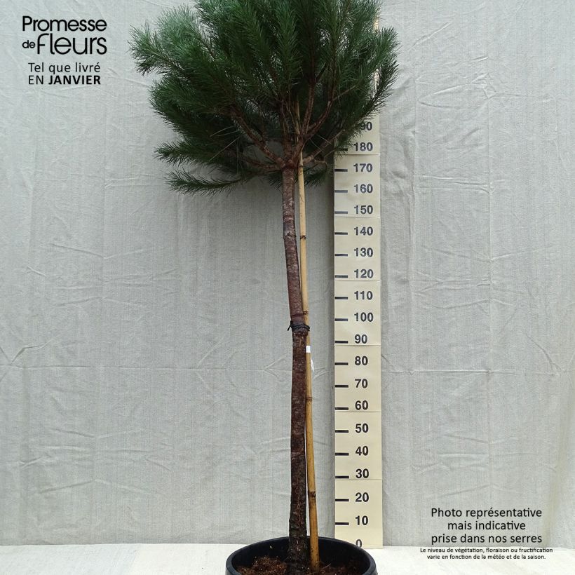 Spécimen de Pinus pinea - Pin parasol Pot de 50L/55L, Tige, TIge 12/14 tel que livré en hiver