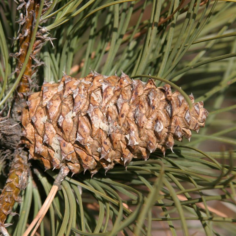 Pin ponderosa - Pinus ponderosa (Harvest)