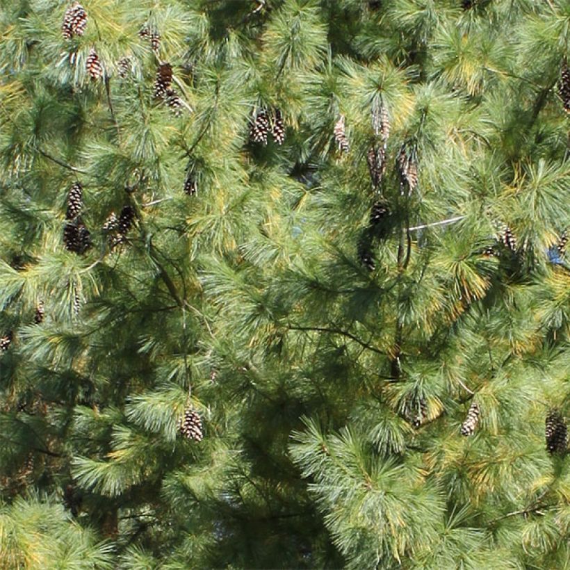 Pin hybride - Pinus schwerinii (Foliage)