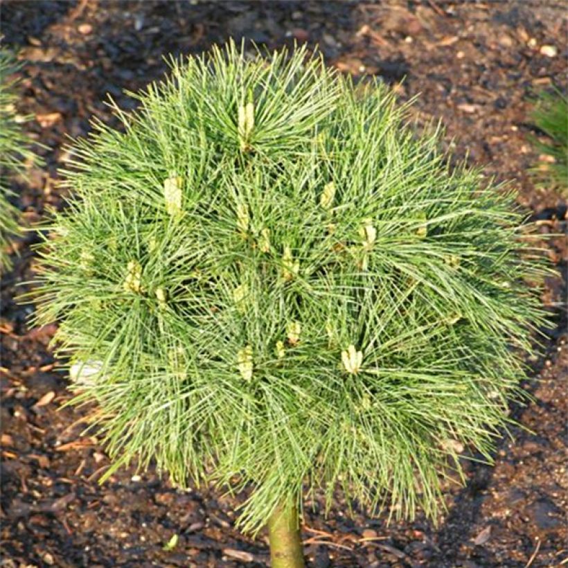Pinus strobus Greg - Pin de Weymouth nain                            (Foliage)