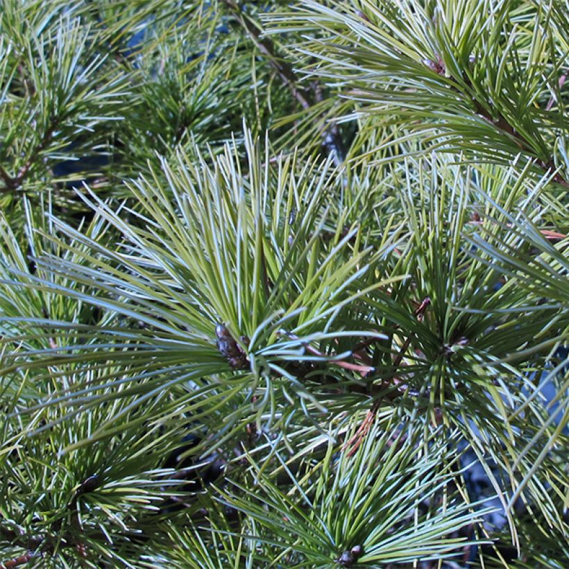 Pin de Weymouth nain - Pinus strobus Horsford (Foliage)