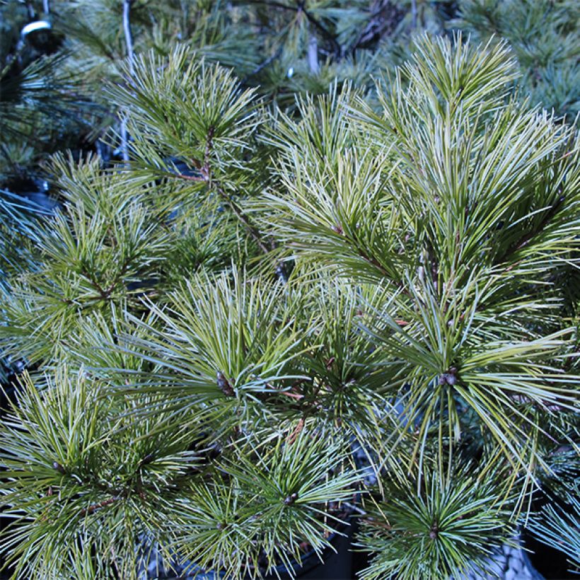 Pin de Weymouth nain - Pinus strobus Horsford (Plant habit)