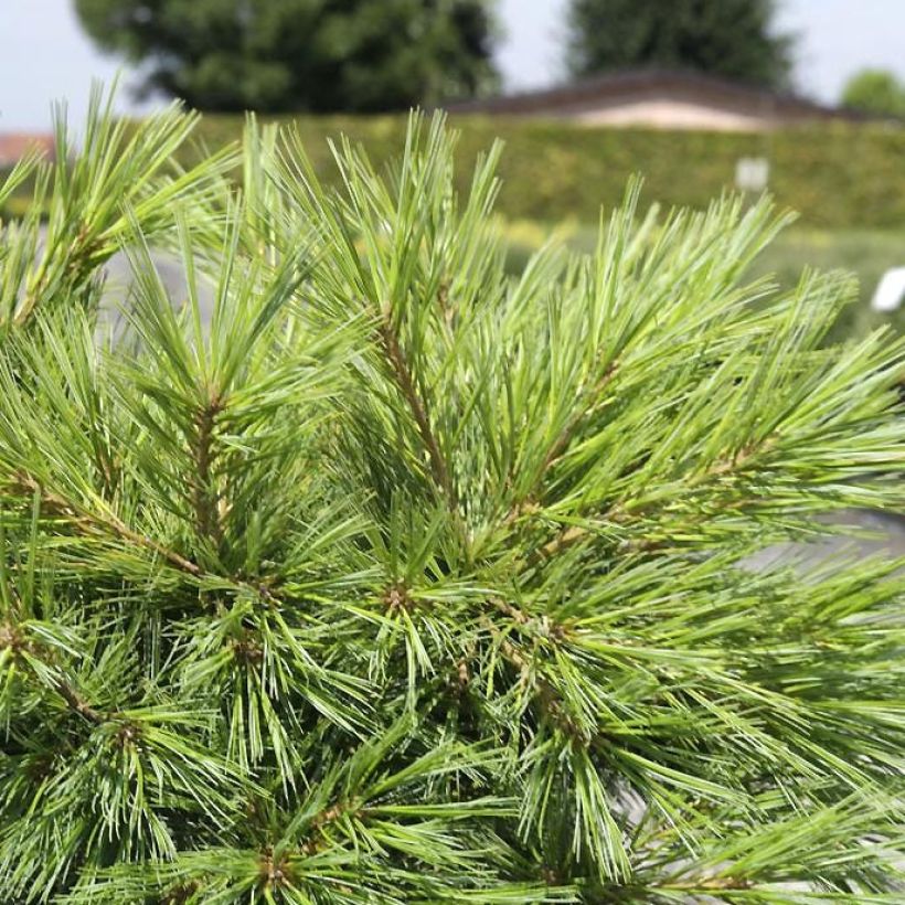 Pinus strobus Minima - Pin de Weymouth (Foliage)