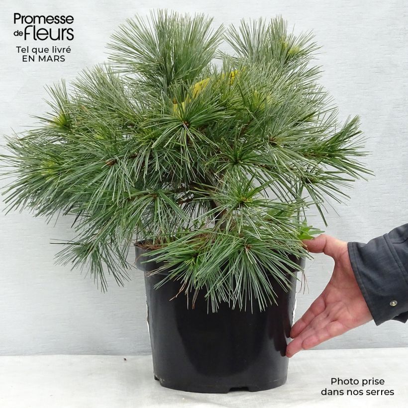 Example of Pinus strobus Minima - Pin de Weymouth Pot de 7,5L/10L as you get in printemps