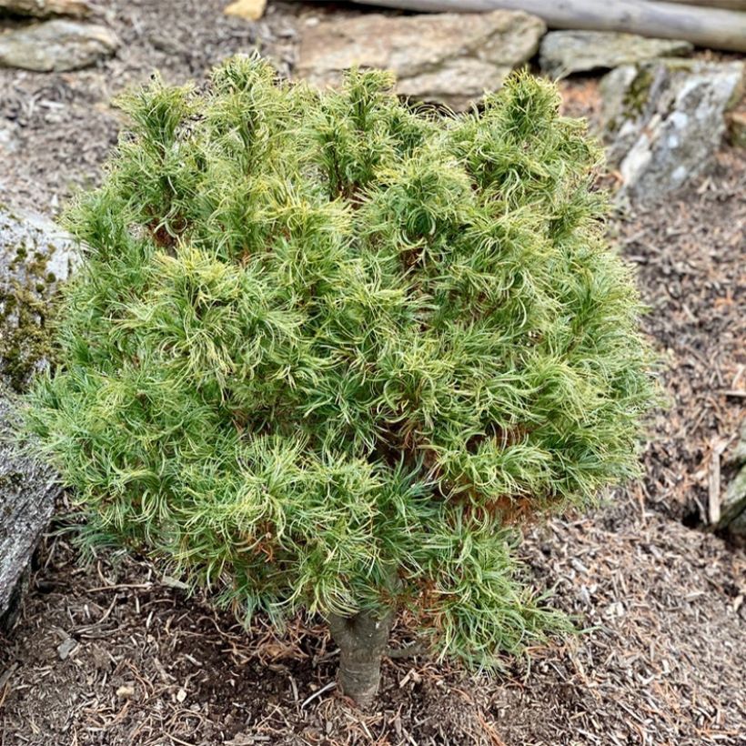 Pin Weymouth - Pinus strobus Tiny Kurls (Plant habit)