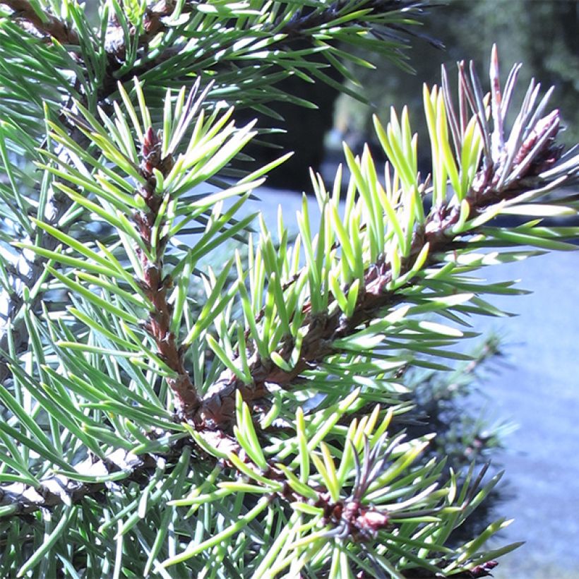 Pin sylvestre nain - Pinus sylvestris Doone Valley (Foliage)