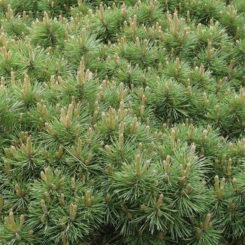 Pin sylvestre nain - Pinus sylvestris Sandringham               (Foliage)