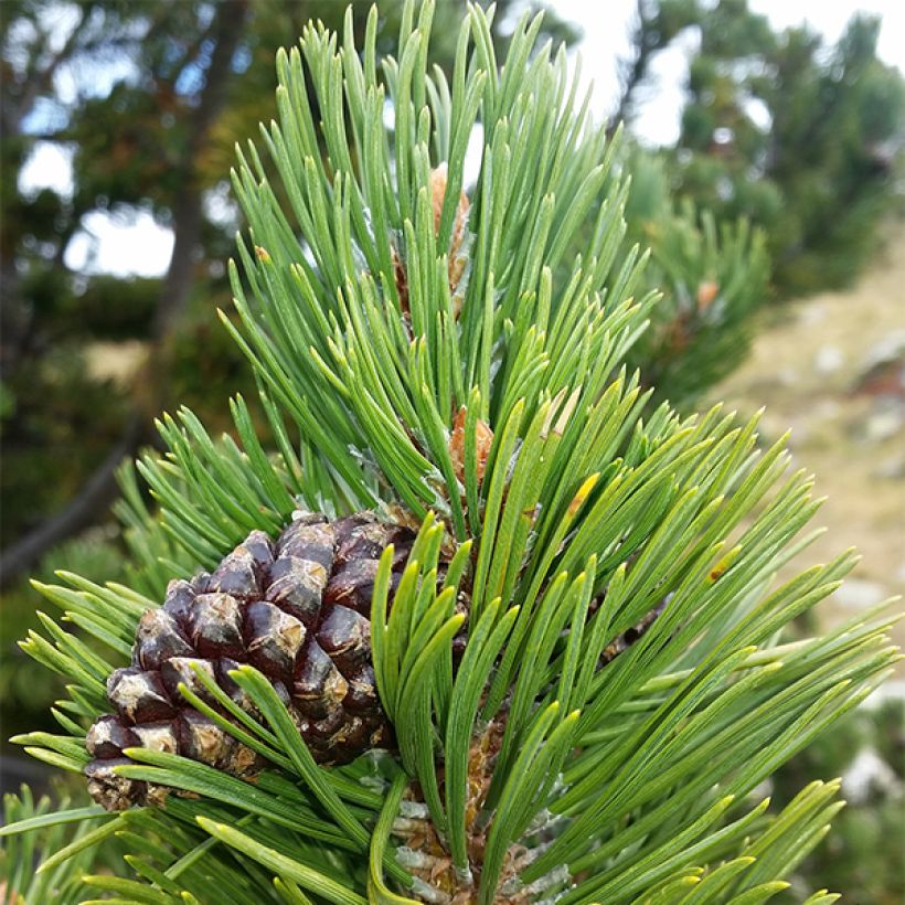 Pin de montagne - Pinus uncinata Kladská (Foliage)