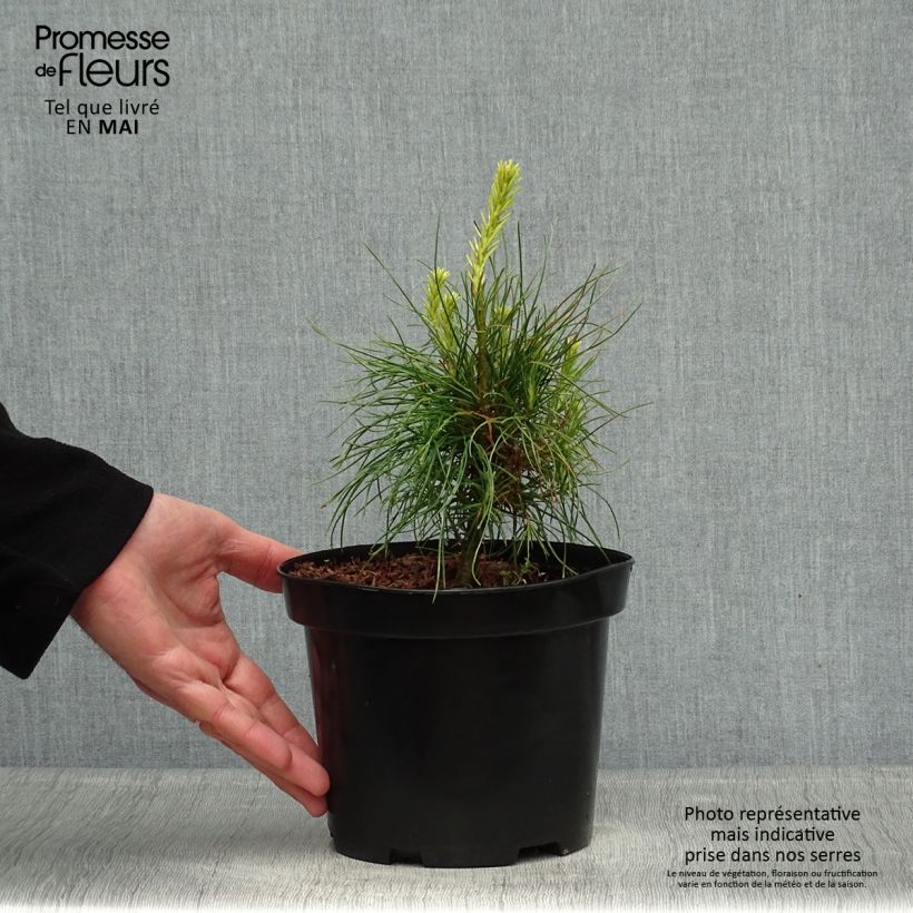 Example of Pinus wallichiana - Pinus griffithii - Pin pleureur de l'Himalaya  Pot de 3L/4L as you get in printemps