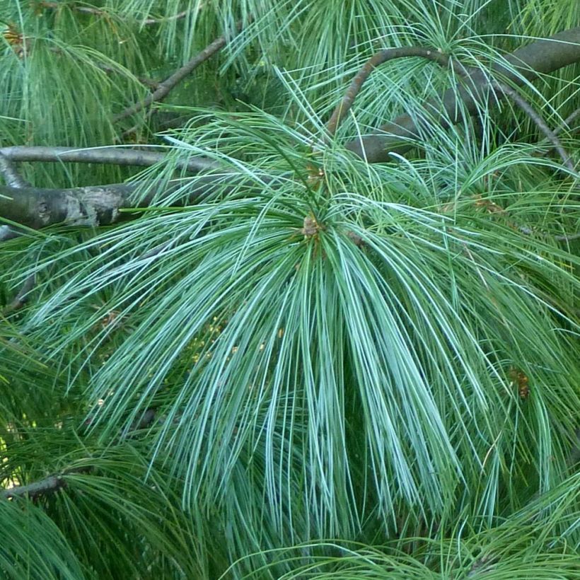 Pinus wallichiana - Pinus griffithii - Pin pleureur de l'Himalaya  (Foliage)