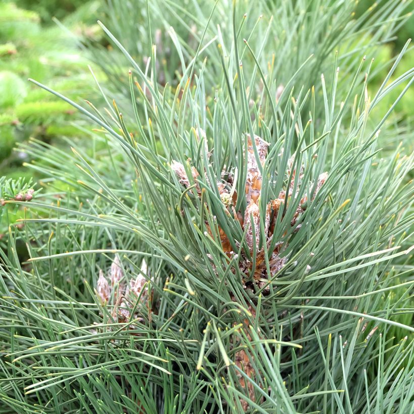 Pinus nigra Green Tower - Pin noir                          (Foliage)