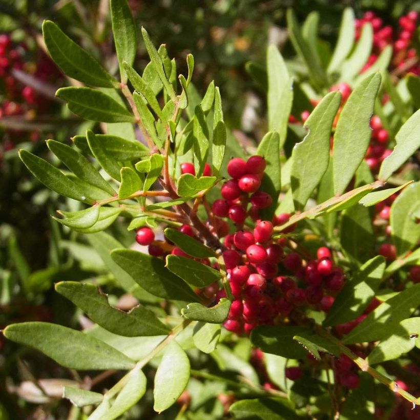 Pistacia lentiscus - Lentisque pistachier (Foliage)