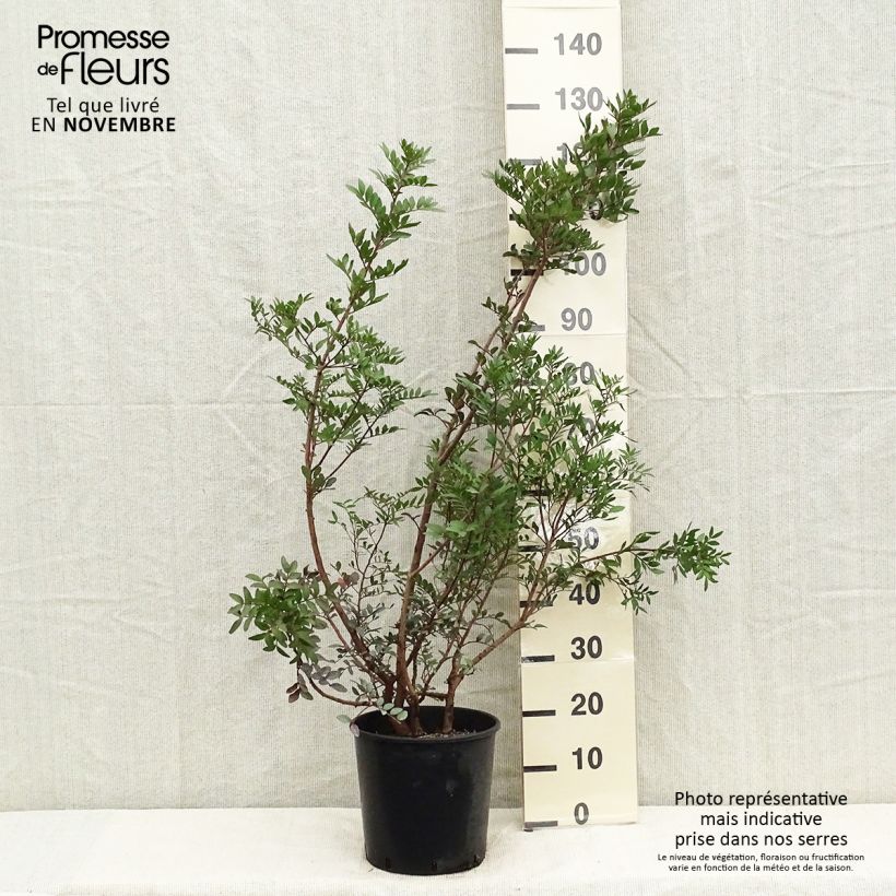 Spécimen de Pistacia lentiscus - Lentisque pistachier Pot de 6L/7L tel que livré en automne