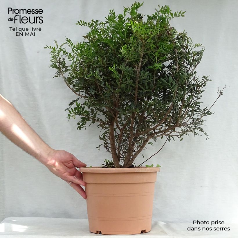 Example of Pistacia lentiscus - Lentisque pistachier Pot de 6L/7L as you get in printemps