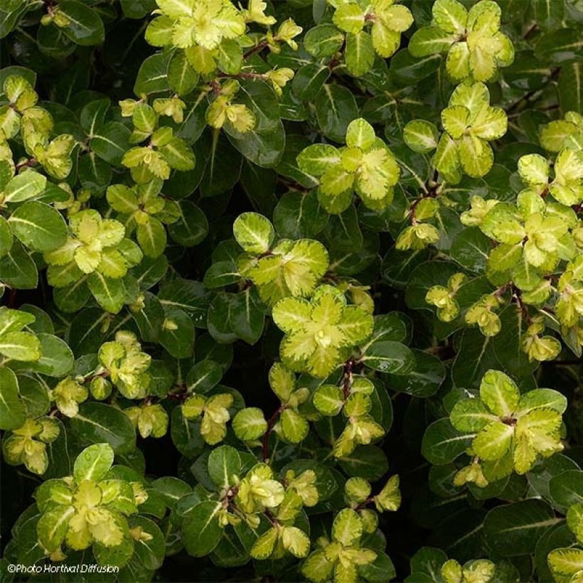 Pittosporum tenuifolium Abbotsbury Gold (Foliage)