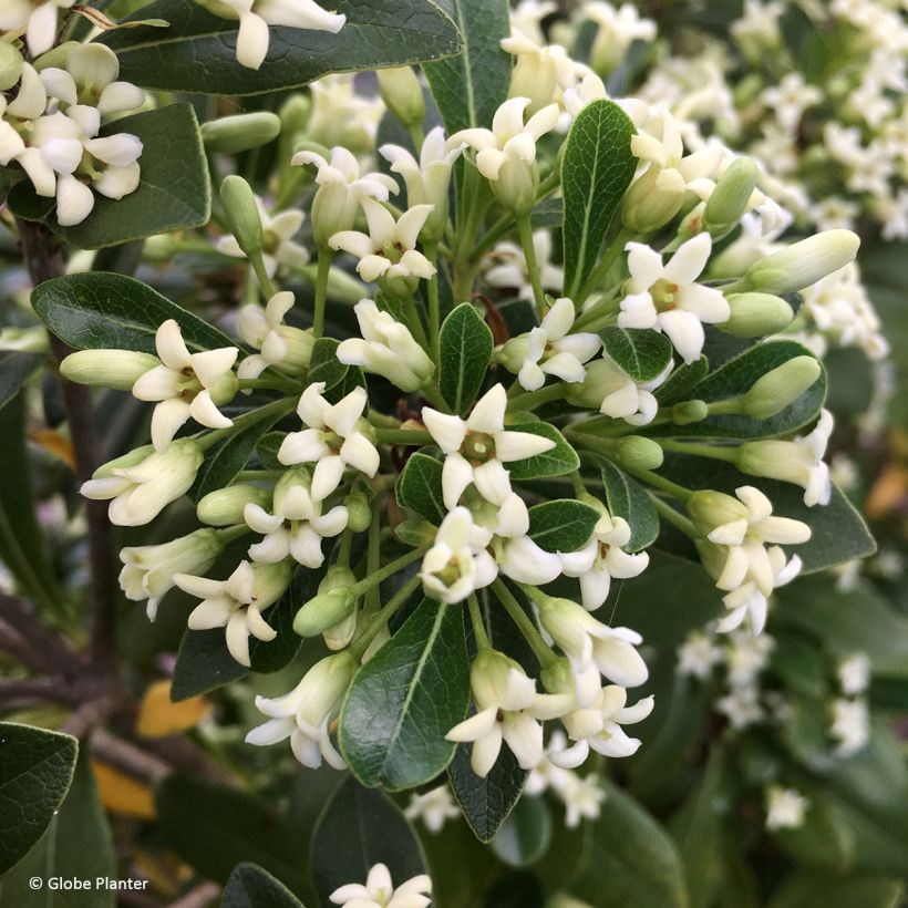 Pittosporum Green Mound (Flowering)