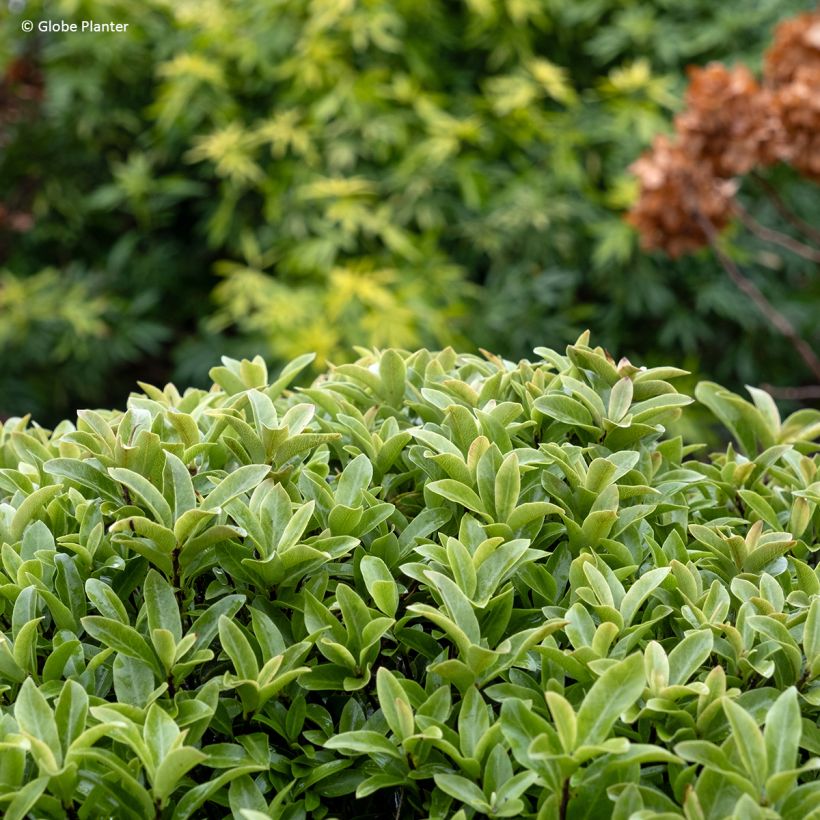 Pittosporum Orbitea - Pittosporum à petites feuilles (Foliage)