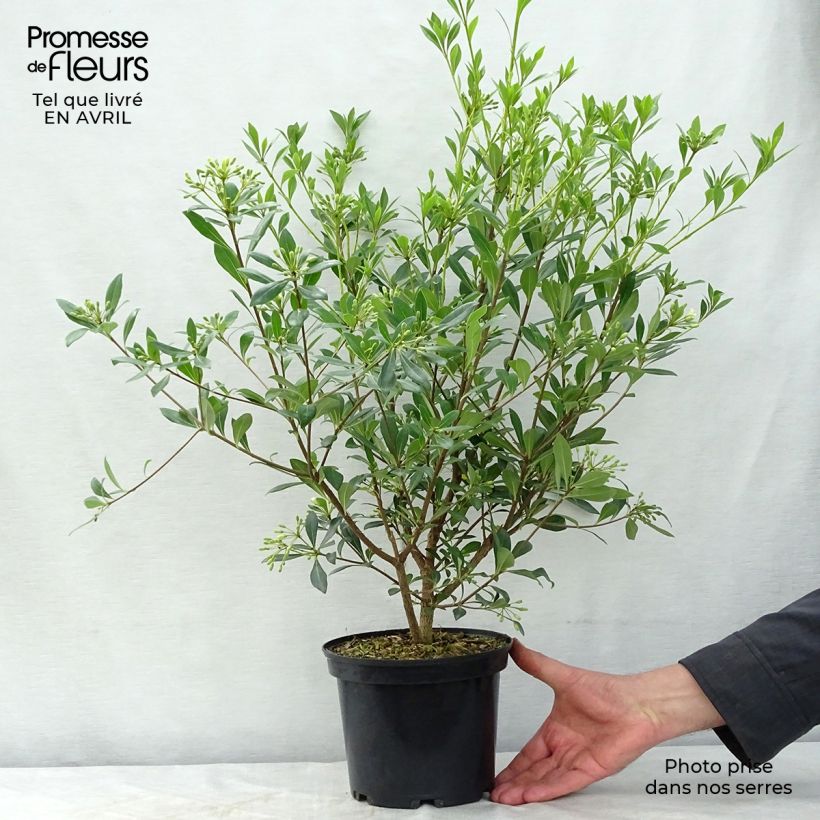 Example of Pittosporum heterophyllum - Pittospore à feuilles variables Pot de 2L/3L as you get in printemps