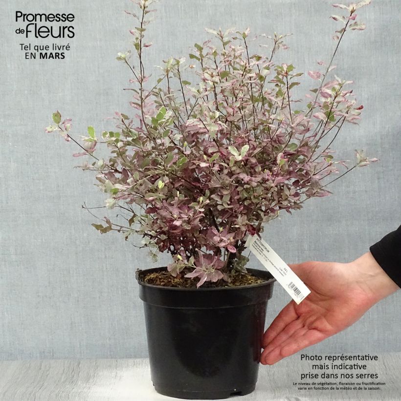 Example of Pittosporum tenuifolium Bannow Bay Pot de 3L/4L as you get in printemps