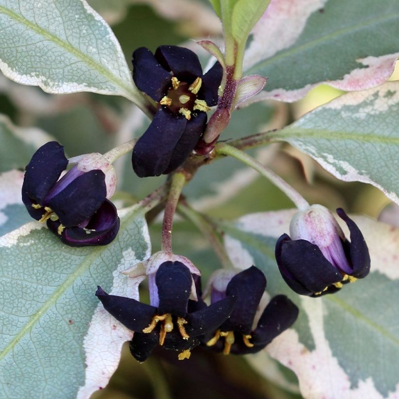 Pittosporum tenuifolium Bannow Bay (Flowering)
