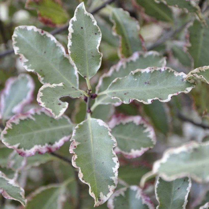 Pittosporum tenuifolium Elisabeth (Foliage)