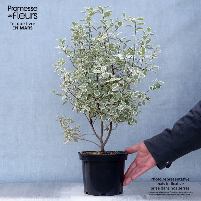 Example of Pittosporum tenuifolium Elisabeth Pot de 2L/3L as you get in printemps