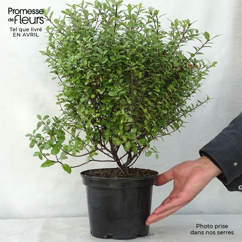 Example of Pittosporum tenuifolium Golf ball - Pittosporum à petites feuilles Pot de 2L/3L as you get in printemps