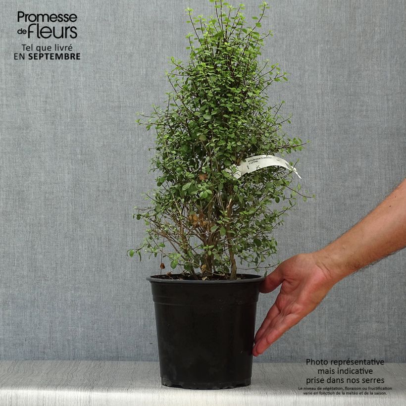 Spécimen de Pittosporum tenuifolium Green Elf Pot de 4L/5L tel que livré en automne