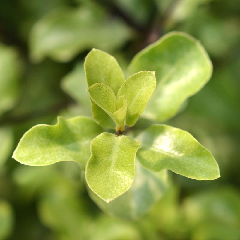 Pittosporum tenuifolium Green Elf (Foliage)