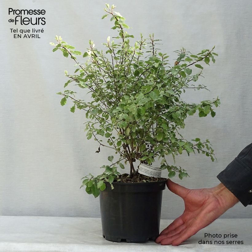 Example of Pittosporum tenuifolium Irene Patterson Pot de 2L/3L as you get in printemps