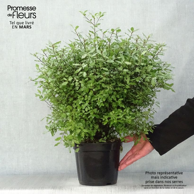 Example of Pittosporum tenuifolium Midget Pot de 2L/3L as you get in printemps