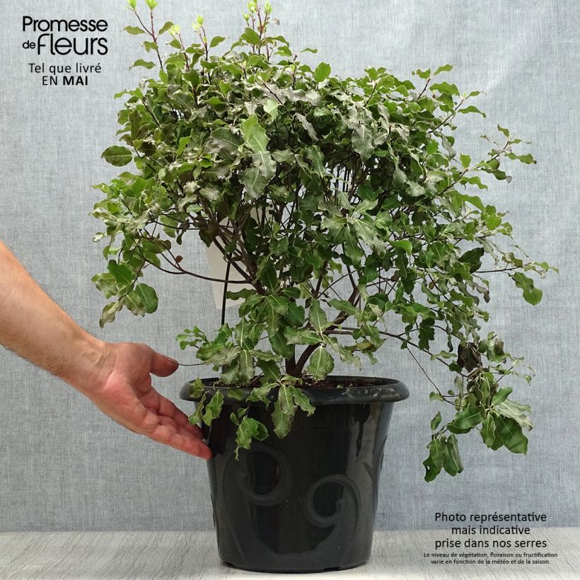 Example of Pittosporum tenuifolium Purpureum - Pittosporum à petites feuilles Pot de 7,5L/10L as you get in printemps