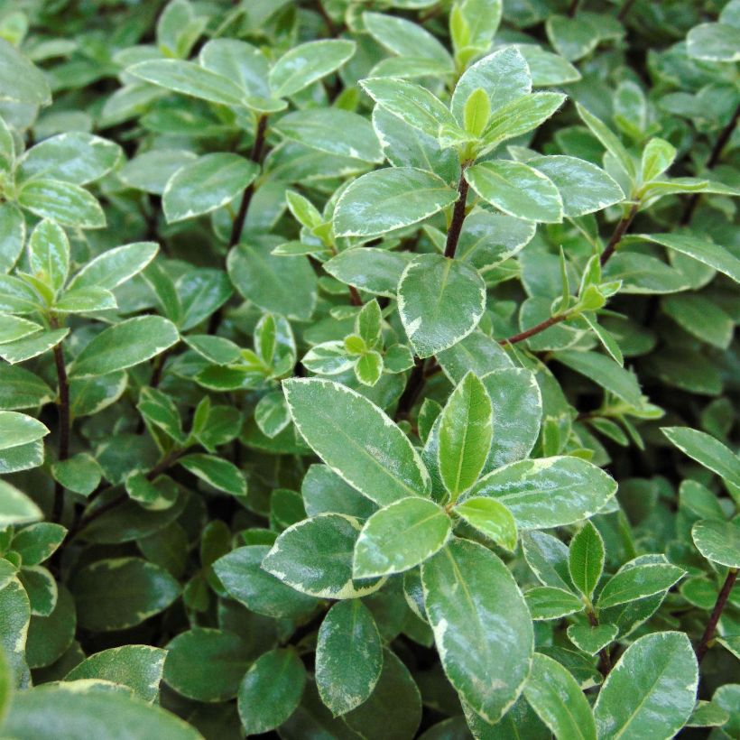 Pittosporum tenuifolium Silver Ball (Foliage)