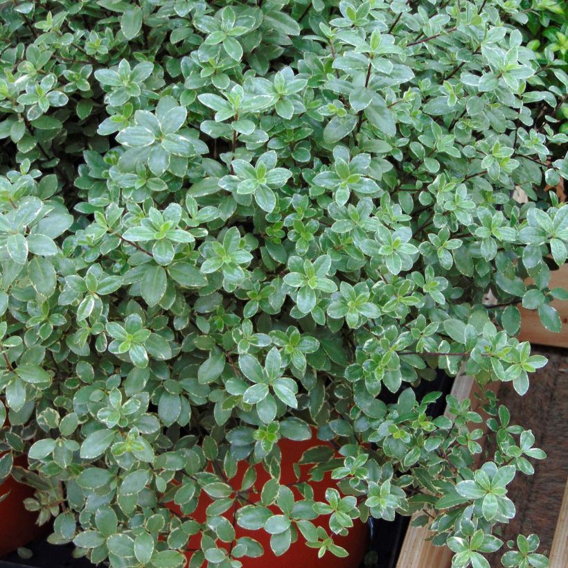 Pittosporum tenuifolium Silver Ball (Plant habit)