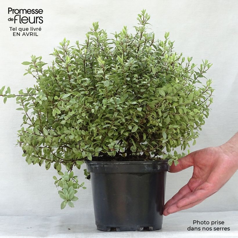 Example of Pittosporum tenuifolium Silver Ball Pot de 2L/3L as you get in printemps