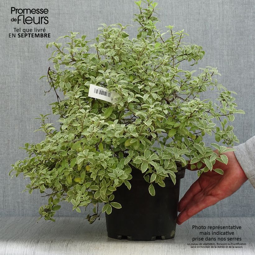 Spécimen de Pittosporum tenuifolium Silver Ball Pot de 2L/3L tel que livré en automne