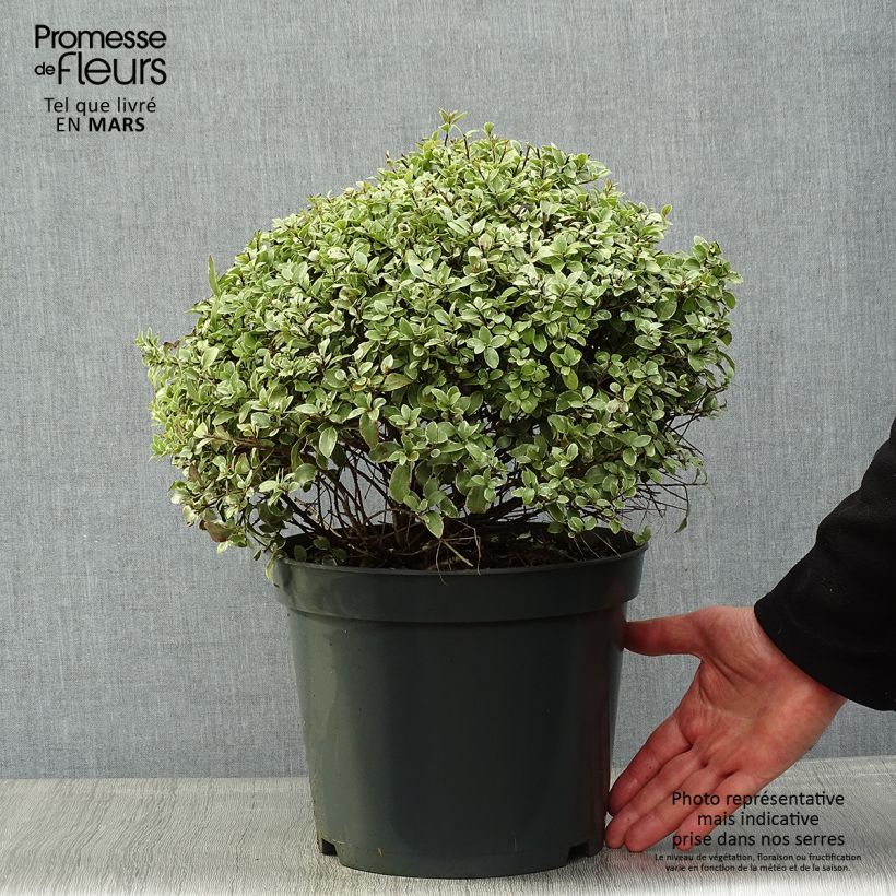 Example of Pittosporum tenuifolium Silver Ball Pot de 7,5L/10L, Boule, Boule 30/40 as you get in printemps
