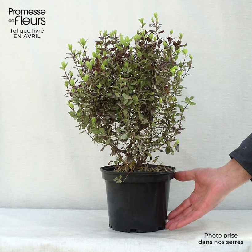 Example of Pittosporum tenuifolium Tom Thumb - Pittosporum à petites feuilles Pot de 2L/3L as you get in printemps
