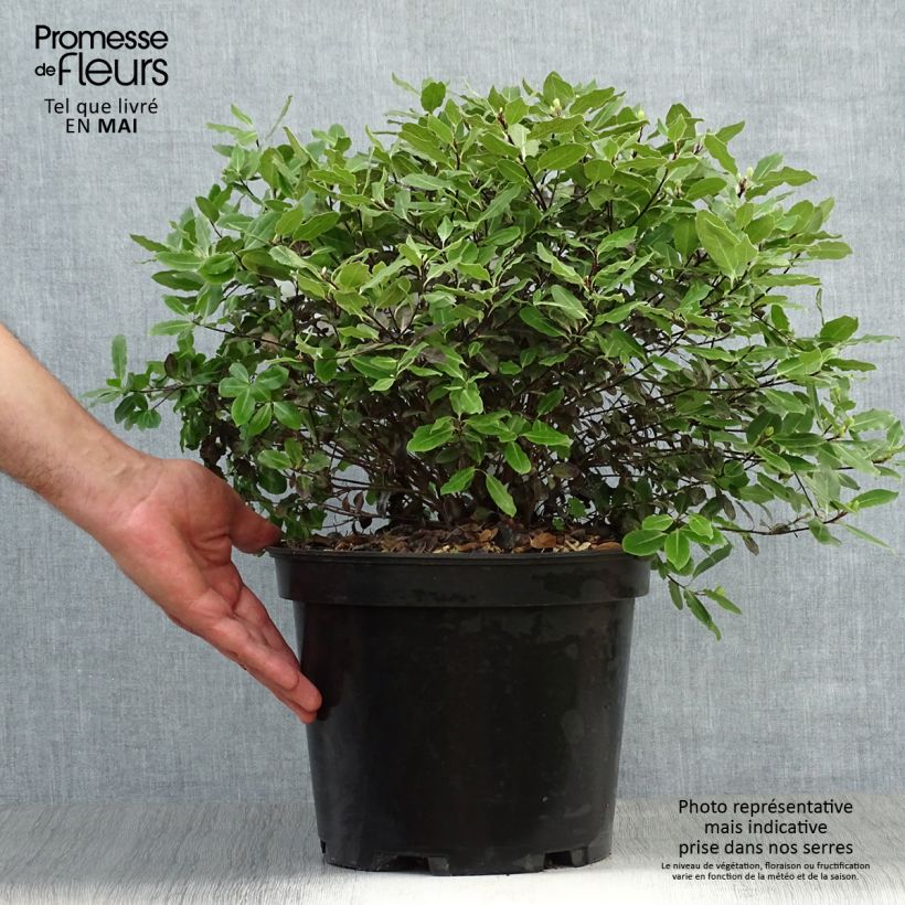 Example of Pittosporum tenuifolium Tom Thumb - Pittosporum à petites feuilles Pot de 6L/7L as you get in printemps