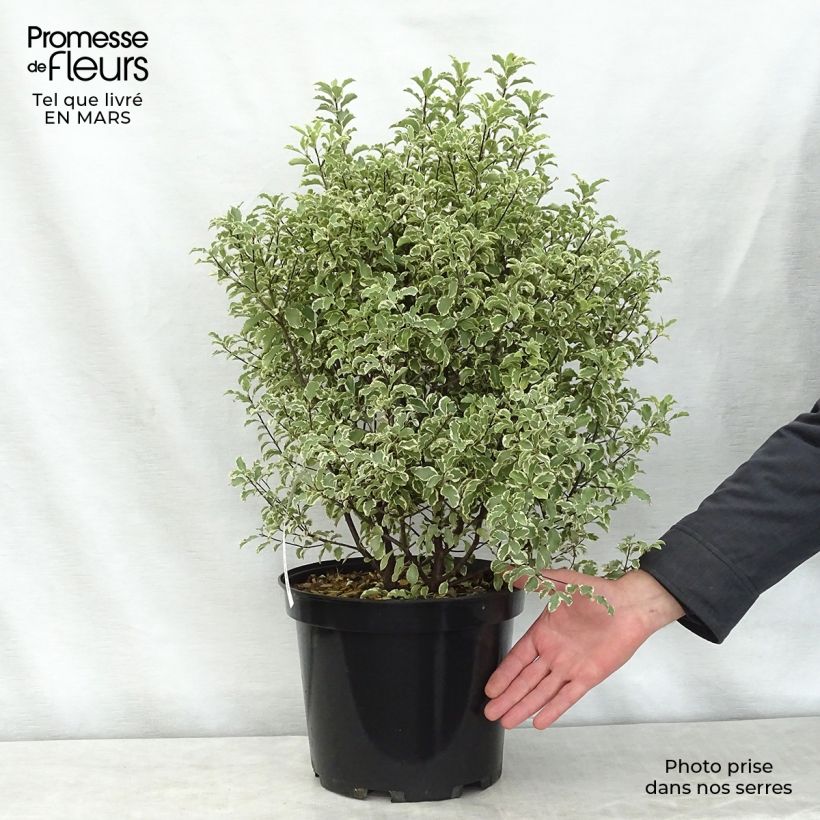 Example of Pittosporum tenuifolium Variegatum Pot de 7,5L/10L as you get in printemps