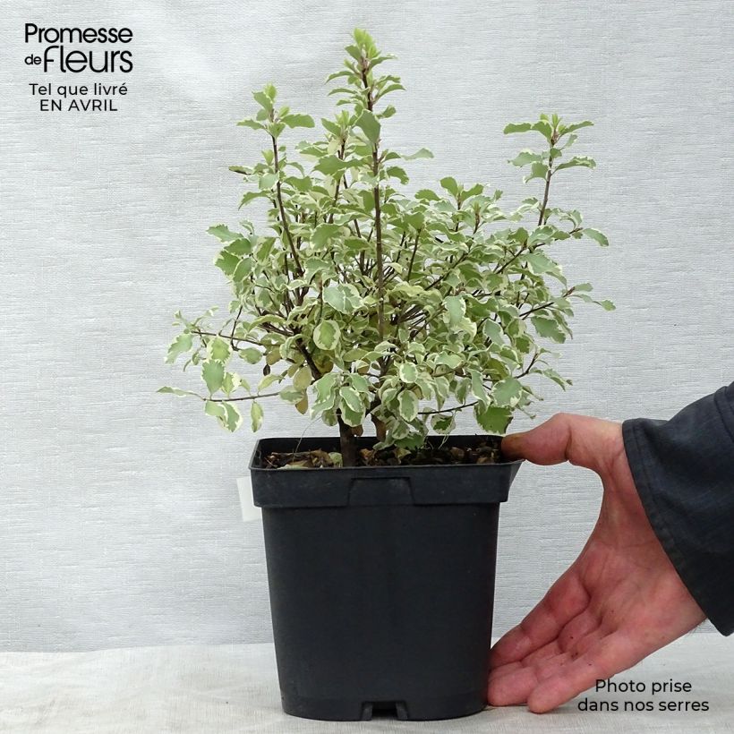 Example of Pittosporum tenuifolium Variegatum Pot de 2L/3L as you get in printemps