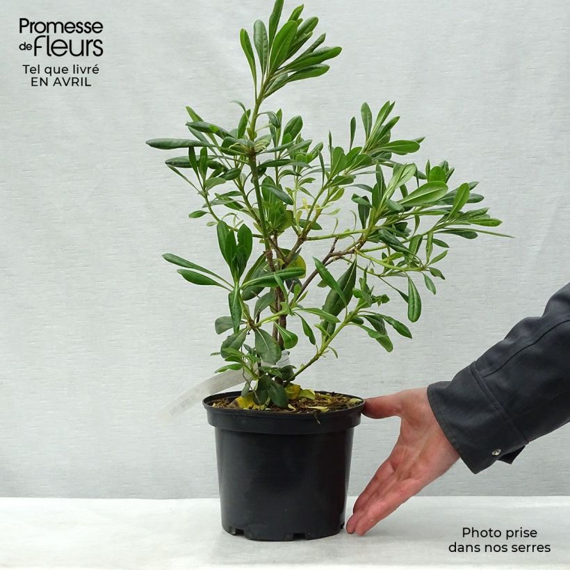 Spécimen de Pittosporum tobira - Pittospore du Japon Pot de 2L/3L tel que livré au printemps